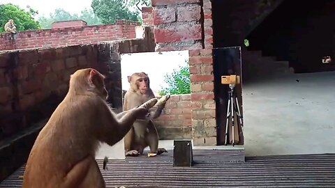 Killer Mirrors Vs Monkeys | Mirror on Monkeys- | Not To Laugh