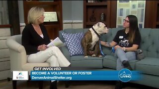 Volunteer or Foster // Denver Animal Shelter