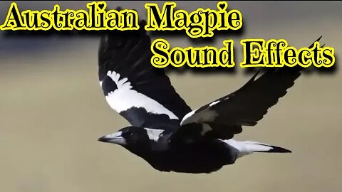 Australian Magpie Sound Effects