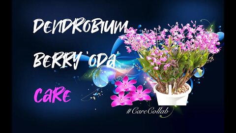 Dendrobium Berry 'Oda' | EASY GOING, Rewarding, Vigorous | Self-Watering & Leca Care #CareCollab