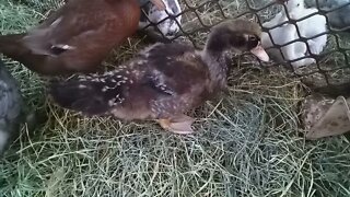 Some ducklings, Muscovy and a Indian Runner 18th June 2021