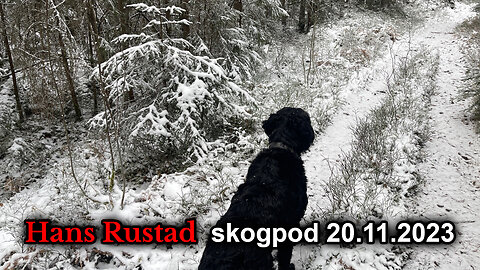 Skogpod 20. november 2023