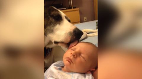 Sweet Dog Licks Baby's Face