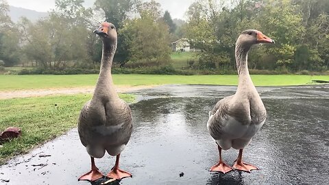 Watching the Geese in the Rain 🪿