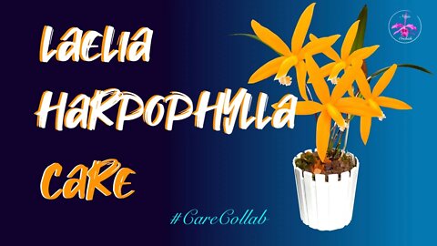 Laelia harpophyhlla CARE | Semi Hydroponics | Inorganic Media #RupicolousLaelias #CareCollab