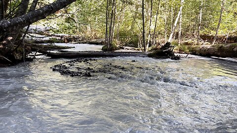 STANDING SHORELINE of BEAUTIFUL MILKY & OPAQUE White River on Skookum Flats Trail! | 4K | Washington