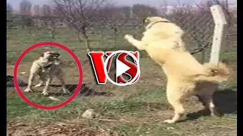 Kangal Shepherd Dogs Face Vs