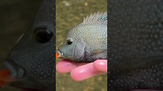 Rio Grande Cichlid underwater eat!! #fishing #creekfishing #panfish #cichlid #shorts #gopro