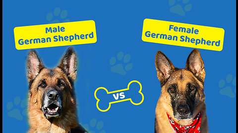 🐾 Male vs Female German Shepherd: Unveiling 10 Key Differences 🐕🌟