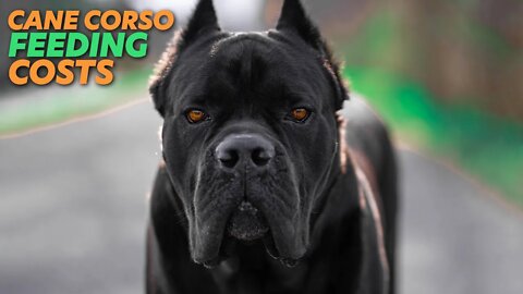 Cane Corso Feeding Costs Raw Diet - Kibble - Pre-Made Raw