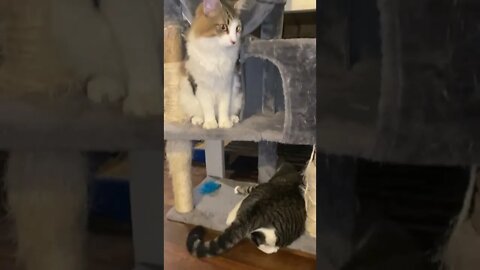 Cat hunts brother cat's Tail