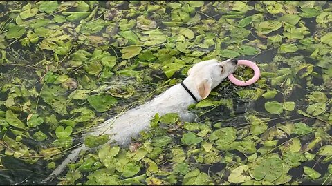 Labradorica Nala uživa u igri i kupanju u jezeru Jarun