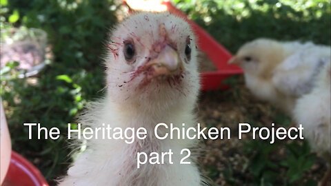 The Heritage Chicken Project. part 2