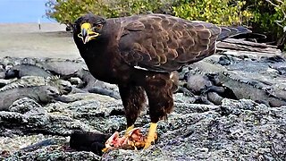 Nature's brutal side is obvious as Galápagos hawk devours marine iguana