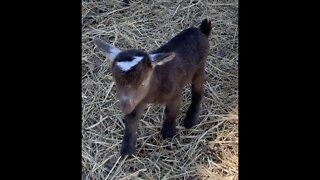 Baby Goat Cries for Mom and Finds Her