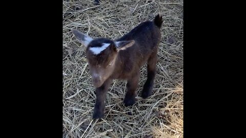 Baby Goat Cries for Mom and Finds Her
