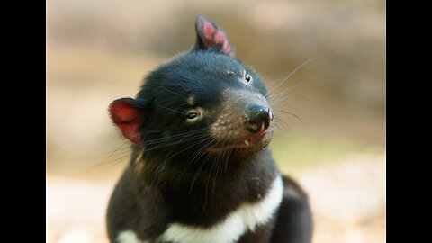 Tasmanian Devil!