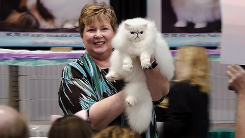 CFA International Cat Show 2023 - Best of the Best