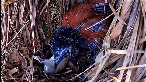 Caring people sent a fat mouse to the baby brown-winged cuckoo