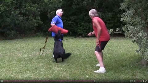 Step-by-Step Guard Dog Training!