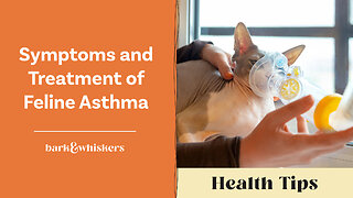 Symptoms and Treatment of Feline Asthma