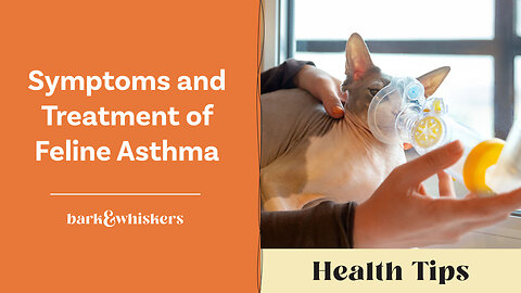 Symptoms and Treatment of Feline Asthma