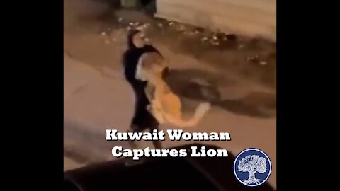 Kuwait Woman Captures Her Pet Lion Loose in City Streets