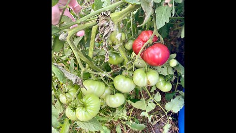 Off-Grid Kratky Blue Barrel Garden Update Fall 2022