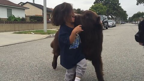 Giant Newfoundland Dog gives good luck kisses