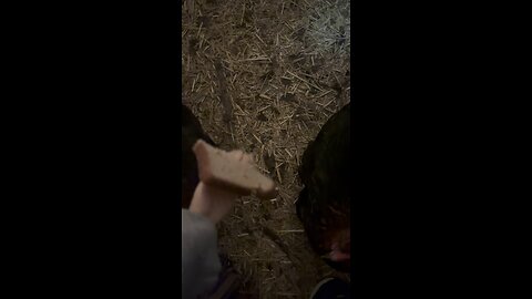 Wednesday Whiskers but with chickens Leia and the gals. #tinyhands #funny #cringe #funnyvideos #love