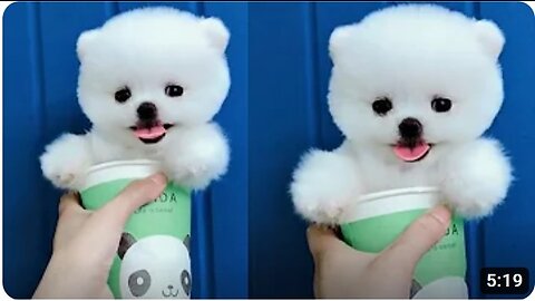 Tik Tok Puppies 🐶 Cute and Funny Dog Videos Compilation 2018
