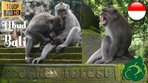 🌿🐒 Exploring the Enchanting Monkey Forest in Ubud, Bali : A Sacred Sanctuary 🐵🌺 | Hutan Monyet Ubud