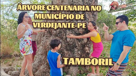 Árvore Tamboril no sitio Mamoeiro município de Verdejante-PE.