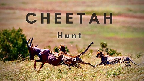 A Cheetah Hunting | Animals