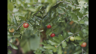 Abundance Vlog ~ Episode 7 - Exotic Fruit Trees!