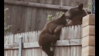 Mama Bear Teaches Her Cubs How To Navigate Fences - HaloNature