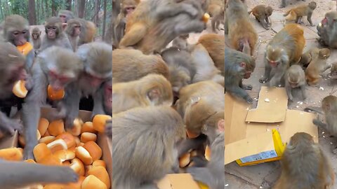 A box of bread was robbed by a monkey for an instant