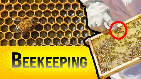 Beekeeping For Beginners | How To Country