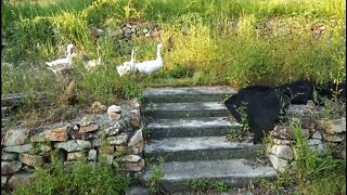 Geese walk up and down the stairs