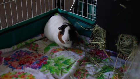 What a 'wheek'! The Cozy Cavy Guinea Pig Rescue gives second chances to these exotic pets