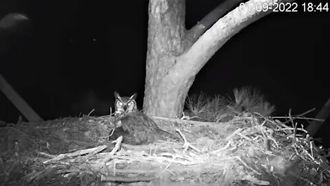 Female Great Horned Owl Enjoying Nest 🦉 1/9/22 18:44-Cam 2