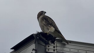 Red-Tailed Hawk posing after a successful Hunt