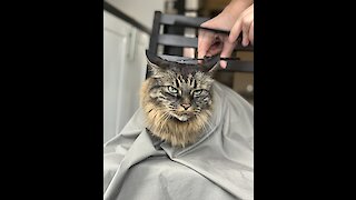 Oskar gets a haircut