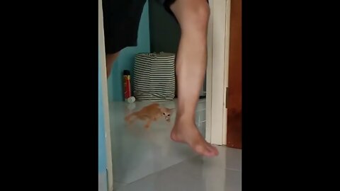 I bet you haven't seen anything like this before | See that kitty slide | #shorts