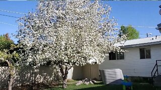 Update On Our Fruit Trees