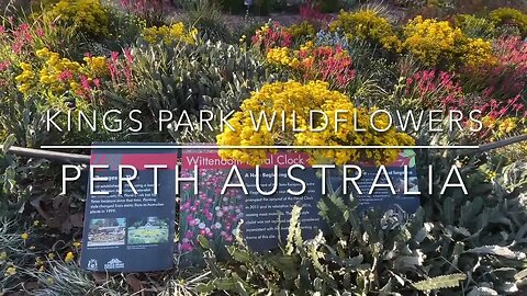 Exploring Perth Australia: Wildflowers of Kings Park Spring 2023