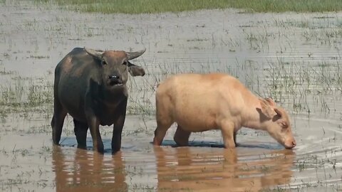 Zoom Out From Mother and Daughter Water Buffalo Enjoying the Water