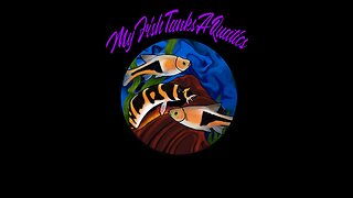 MyFishTanksAQuatics Live Stream Pop4 Testing VDO.NIJA