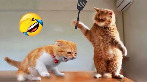 New Funny Cat and dog animals video .