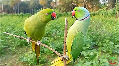 Indian Ringneck Parrot